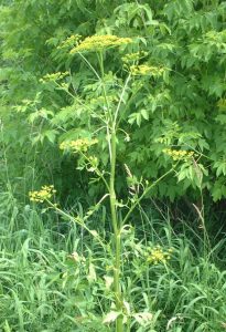 Wild parsnip plant surrounded by tall grasses. 