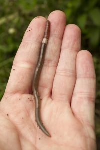 Jumping worm in a hand