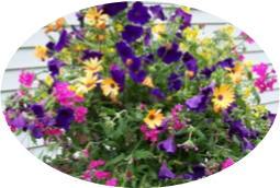 4-H Plant Sale Fundraiser