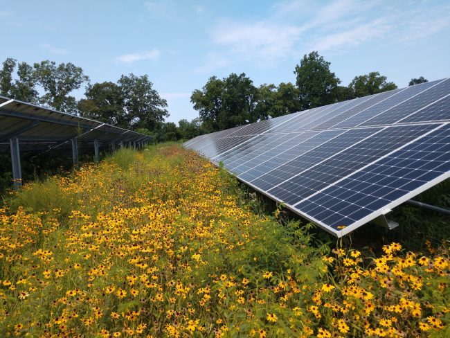 Solar panels in a field of flowers. 
