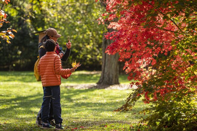 Child and adult taking a photo of a fall colored tree. The child has fall colored leaved in their hand. 